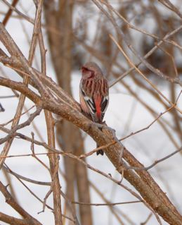 DSC_0017.jpg